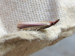 Peoria approximella