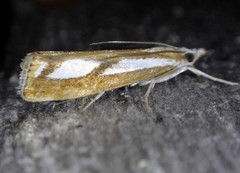 Catoptria latiradiellus