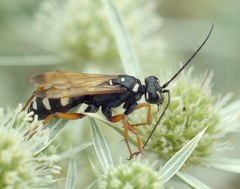 Cryptocheilus variabilis