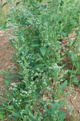 Chenopodium album