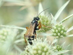 Cryptocheilus variabilis