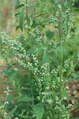 Chenopodium album