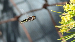 Austroscaeva