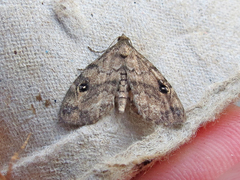 Melanomma auricinctaria