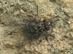 Phaonia trimaculata