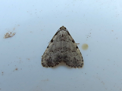 Dyspyralis puncticosta