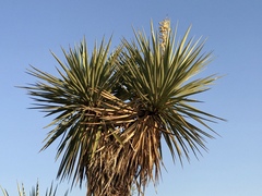 Yucca schottii
