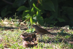Turdus leucomelas