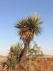 Yucca schottii