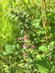 Odontites vulgaris