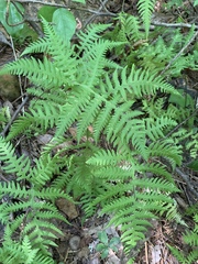 Phegopteris