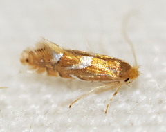 Phyllonorycter aeriferella