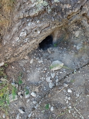 Marmota marmota