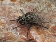 Phaonia trimaculata