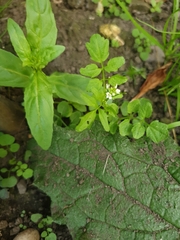 Cardamine flexuosa