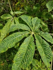 Cleome anomala