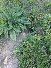 Marmota marmota