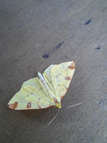 Brimstone Moth, Gelderland, NL, photo 8 of 10