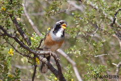 Saltatricula multicolor