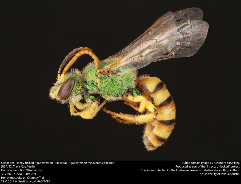 Honey-bellied Agapostemon