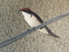 Hirundo smithii smithii
