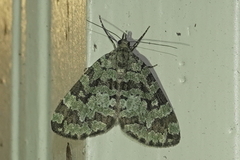 Hydriomena speciosata