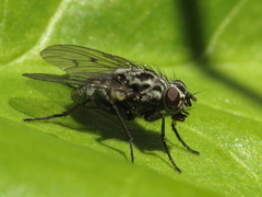 Phaonia trimaculata