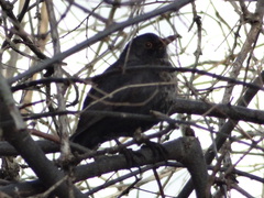 Turdus merula