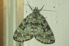 Hydriomena speciosata