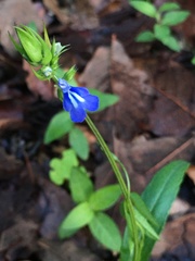 Salvia laevis