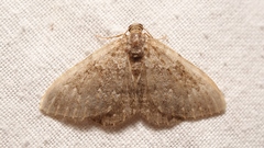 Cataclysme uniformata