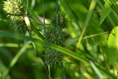 Sparganium eurycarpum