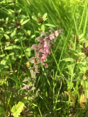 Odontites vulgaris