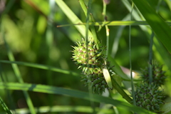 Sparganium eurycarpum