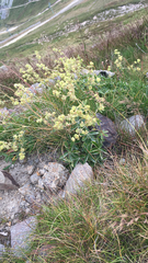 Alpinae