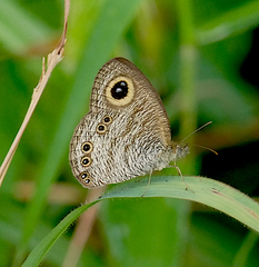 Ypthima horsfieldii humei