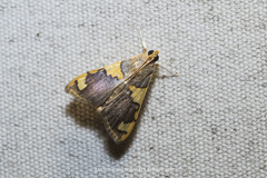 Rehimena phrynealis