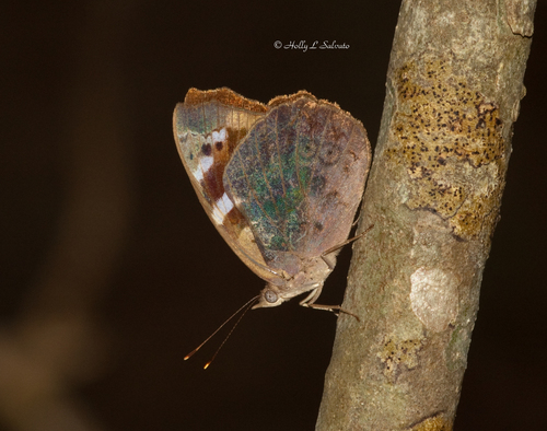 Florida Purplewing