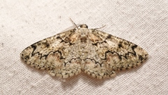 Cleorodes lichenaria