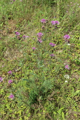 Centaurea scabiosa