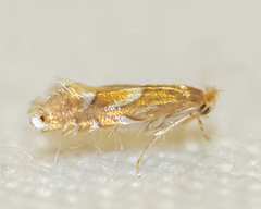 Phyllonorycter aeriferella