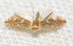 Phyllonorycter aeriferella