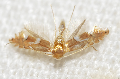Phyllonorycter aeriferella