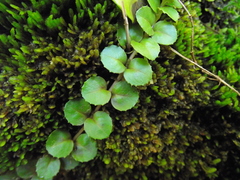 Epilobium pedunculare
