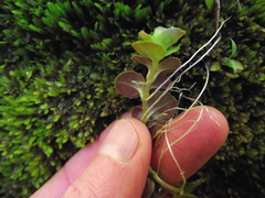 Epilobium pedunculare