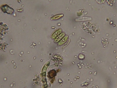 Scenedesmaceae