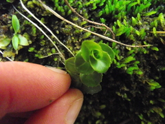 Epilobium pedunculare