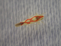 Zygina flammigera