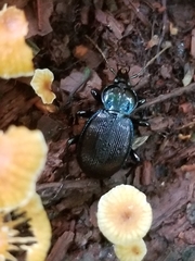 Sphaeroderus