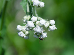 Parthenium auriculatum